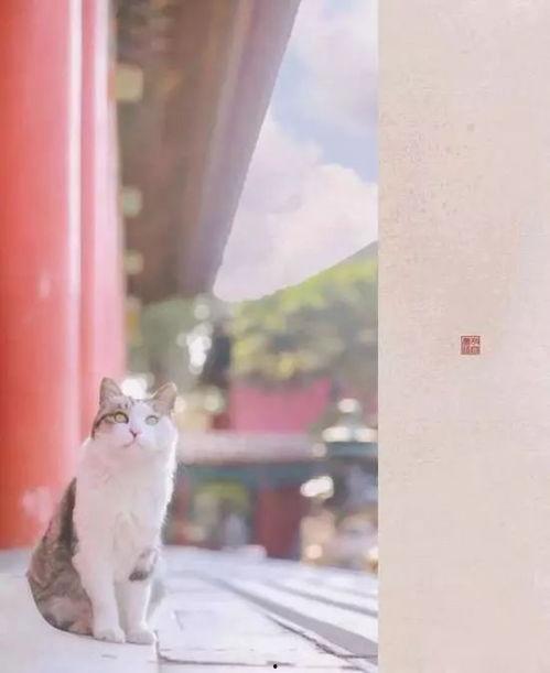 肥肥猫网红,网红界的美食探险家